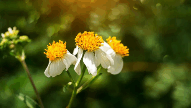 O picão-preto é uma planta medicinal muito utilizada para o tratamento de infecção urinária, reumatismo, diabetes, hipertensão, malária, dor no estômago e herpes. Foto: Reprodução