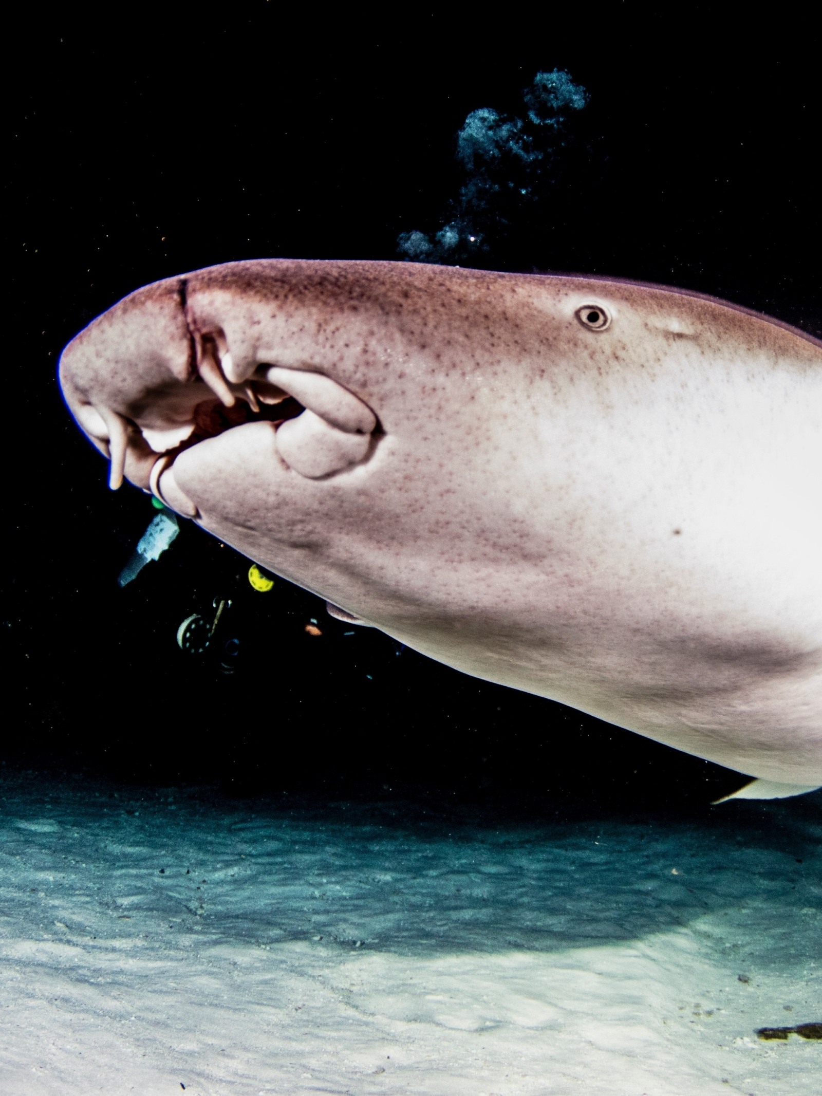 O tubarão-lixa é uma espécie costeira comum no litoral brasileiro e em regiões do Atlântico tropical.