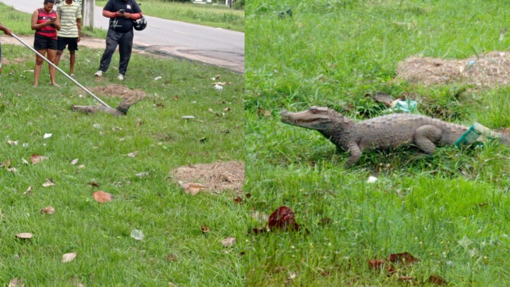 Jacaré aparece em córrego de Ananindeua e causa pânico entre moradores