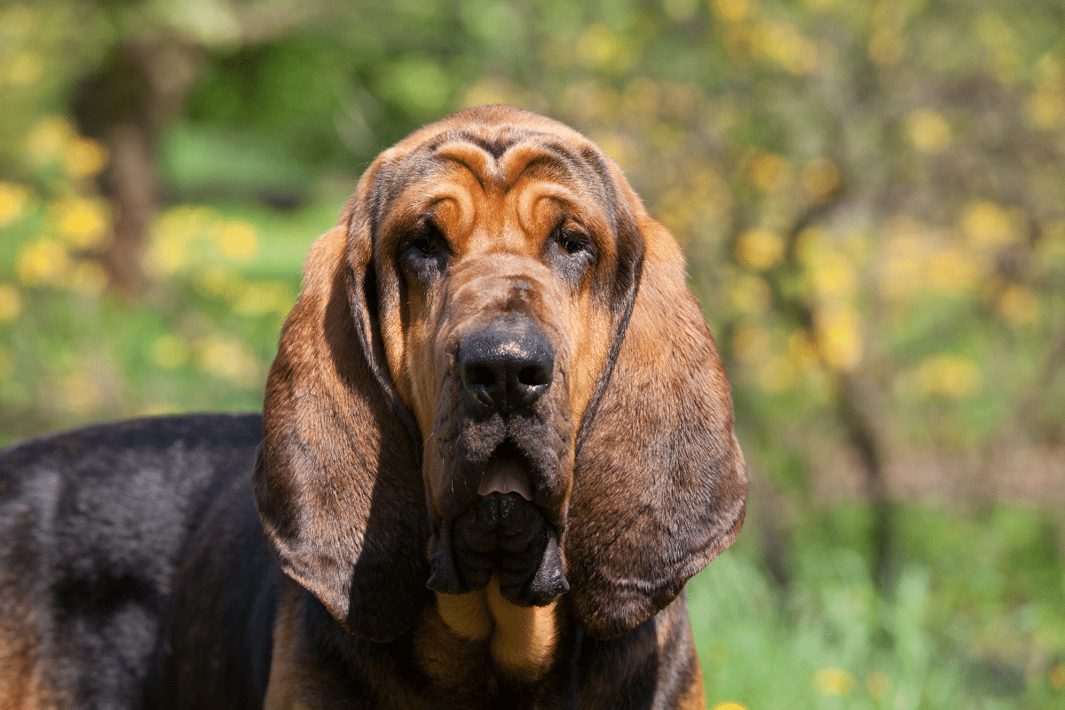 Estes 6 cachorros parecem estar sempre tristes, mas a aparência engana
