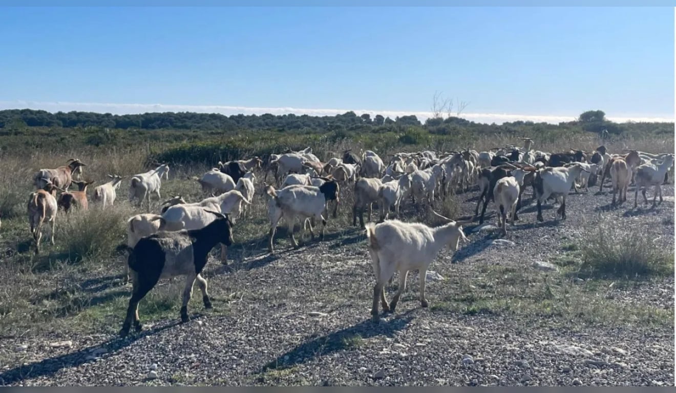 Exército de 250 cabras ajuda a prevenir incêndios florestais na Espanha; entenda