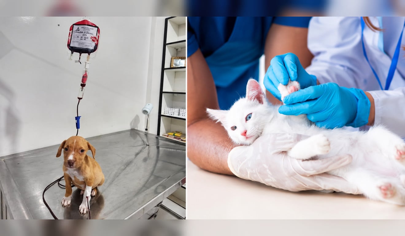 Doação de sangue entre cães e gatos: o que os tutores precisam saber para salvar vidas?