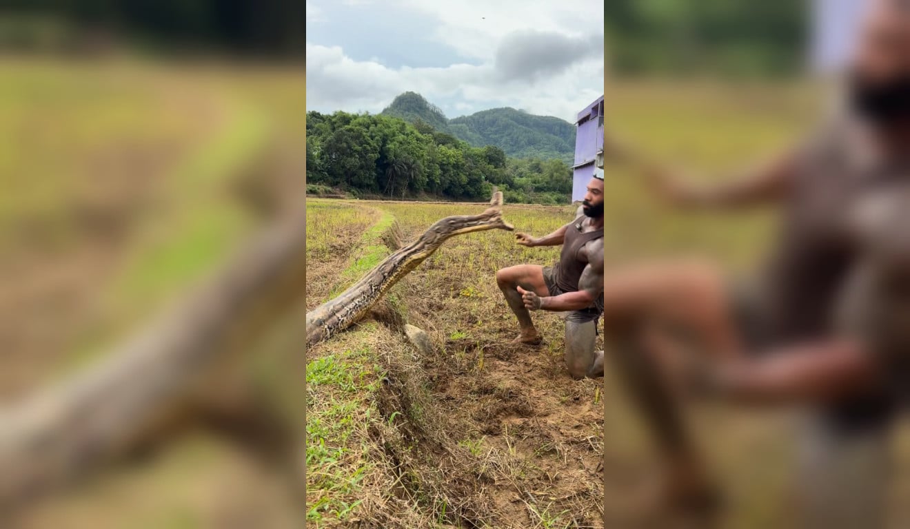 Influenciador “Tarzan” é esmagado por serpente píton de 5,8 metros durante luta; VÍDEO