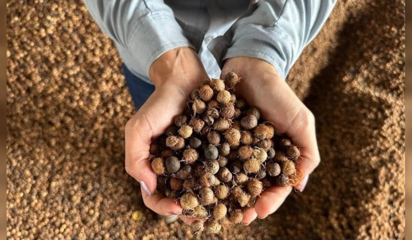 Caroço de açaí é usado para reduzir consumo de carvão mineral em refinaria no Pará
