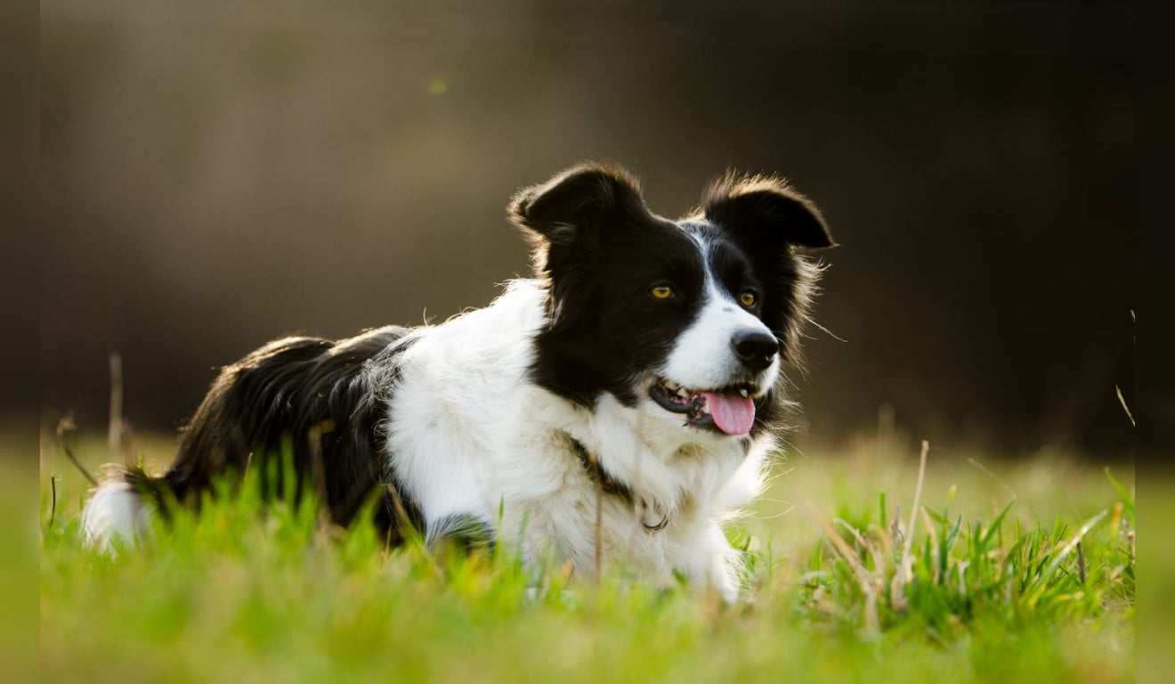 Ranking revela as 10 raças de cães mais inteligentes do mundo; veja a lista completa