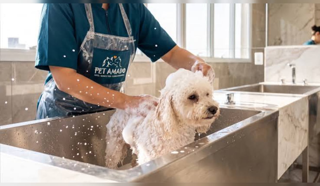Cão morre durante banho em clínica veterinária, e Justiça determina indenização aos tutores