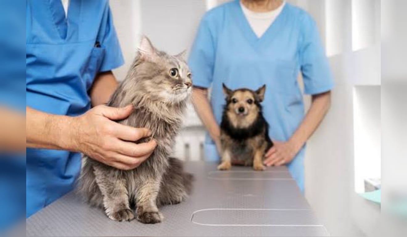 Castração gratuita em Belém: veja como cadastrar cães e gatos e garantir o atendimento
