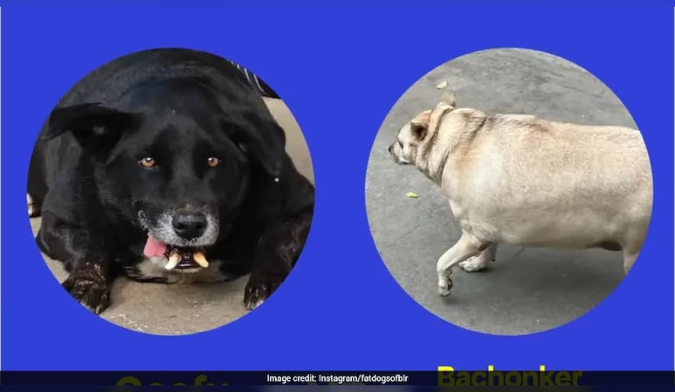 Vote! Concurso para eleger cão mais gordinho chega à final com só 2 participantes
