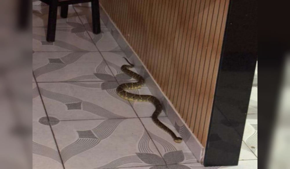 Filhote de jararaca foi encontrado na lavanderia de uma residência em Jaraguá do Sul, em Santa Catarina. Foto: reprodução