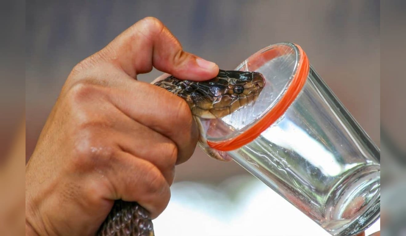 Cientistas desenvolvem sensor de IA que identifica veneno de cobra ou víbora com 95% de precisão em 4 minutos