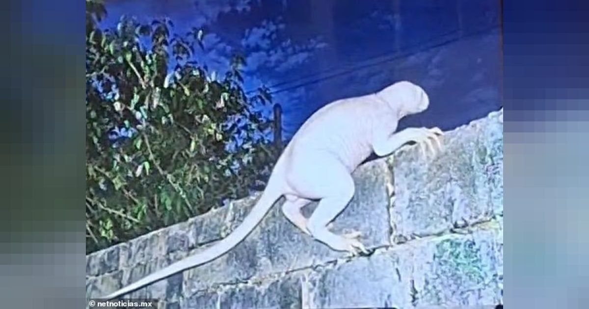 Criatura sem pelos e com cauda longa aparece em imagens no México e intriga ufólogo